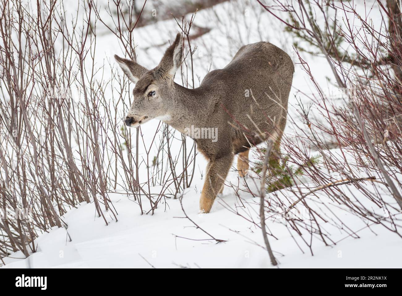 Wild mule deer in deep snow in the winter. In the town of Waterton Lakes National Park Alberta Canada. Stock Photo