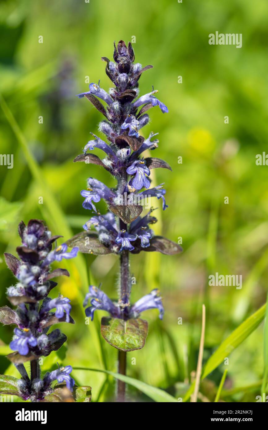 Close up of a bugle (ajuga reptans) flower in bloom Stock Photo