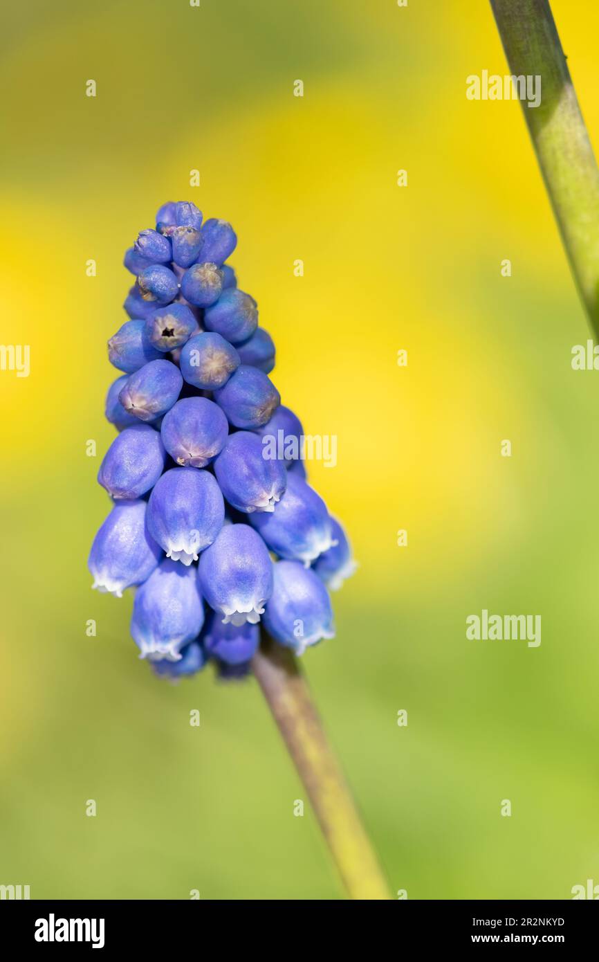 Close up of a garden grape hyacinth (muscari americanum) flower in bloom Stock Photo