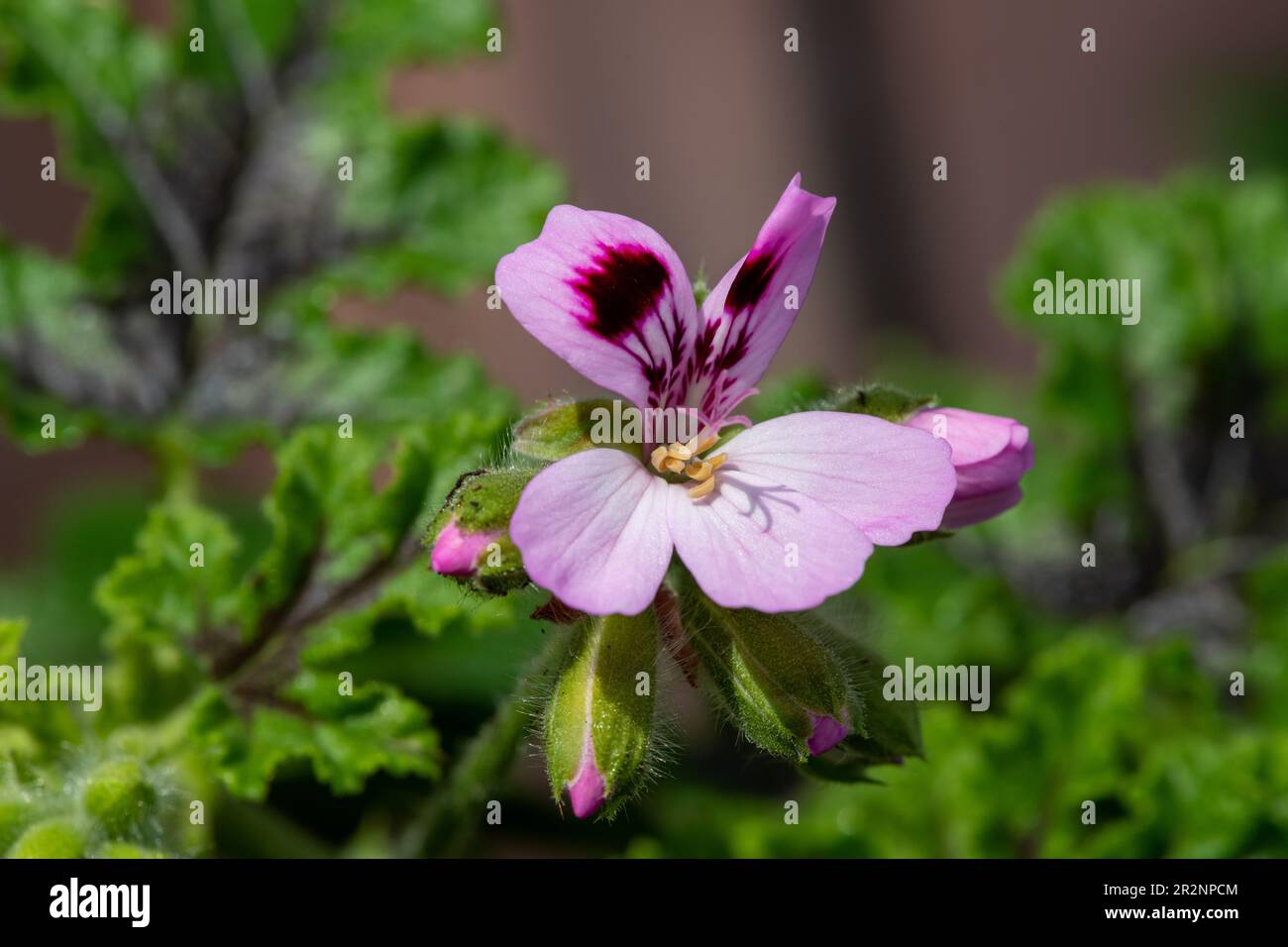 Macro shot of a royal oak oakleaf geranium (pelargonium quercifolium) flower in bloom Stock Photo