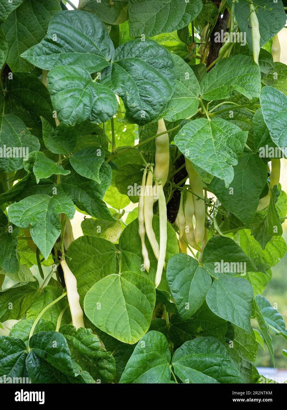Ripe pods of kidney bean growing on farm. Bush with bunch of pods of