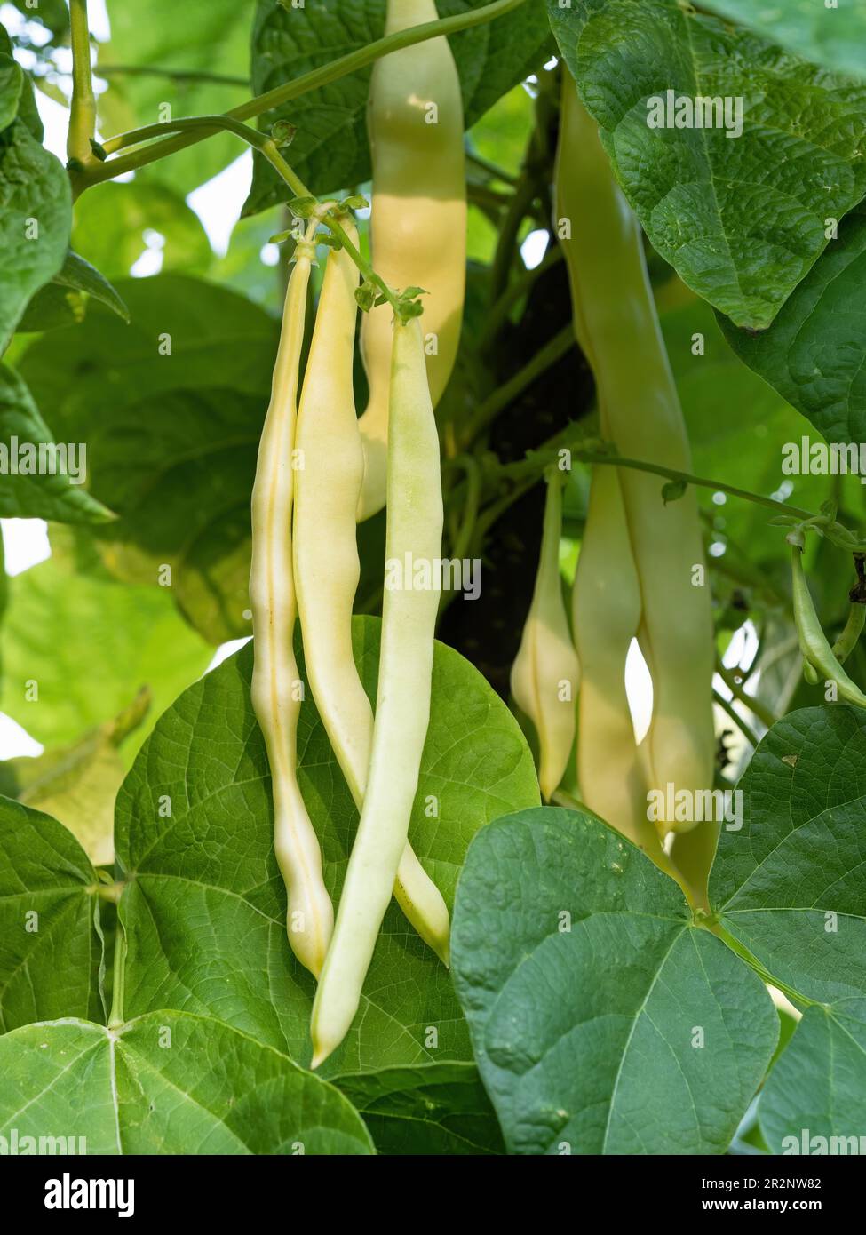 Ripe pods of kidney bean growing on farm. Bush with bunch of pods of