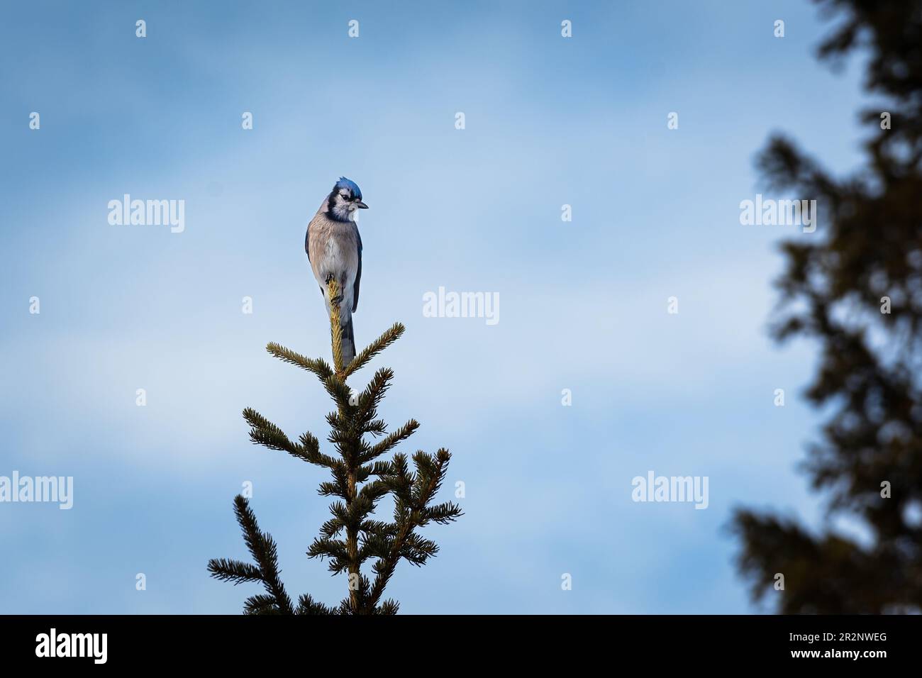 Blue Jay perched on a tree top in the spring, Calgary Alberta, Canada Stock Photo
