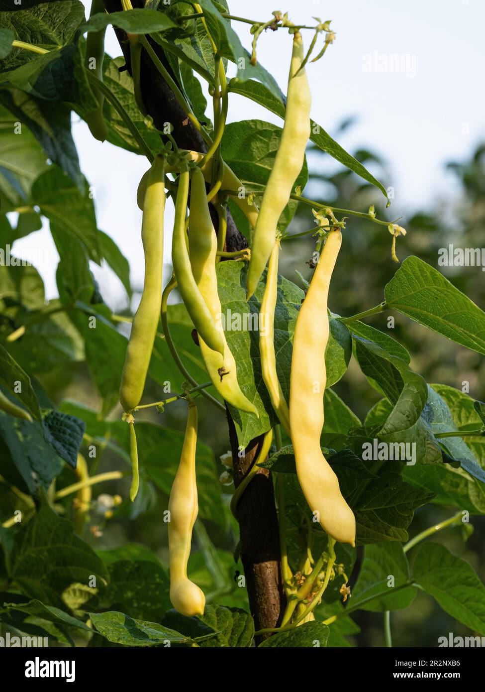 Ripe pods of kidney bean growing on farm. Bush with bunch of pods of