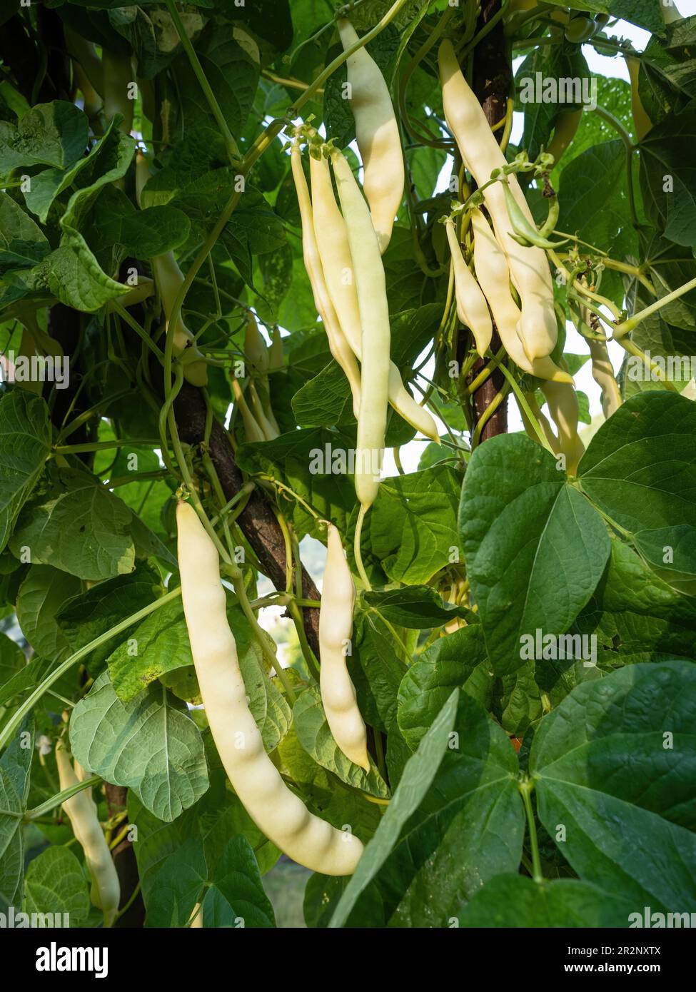 Ripe pods of kidney bean growing on farm. Bush with bunch of pods of