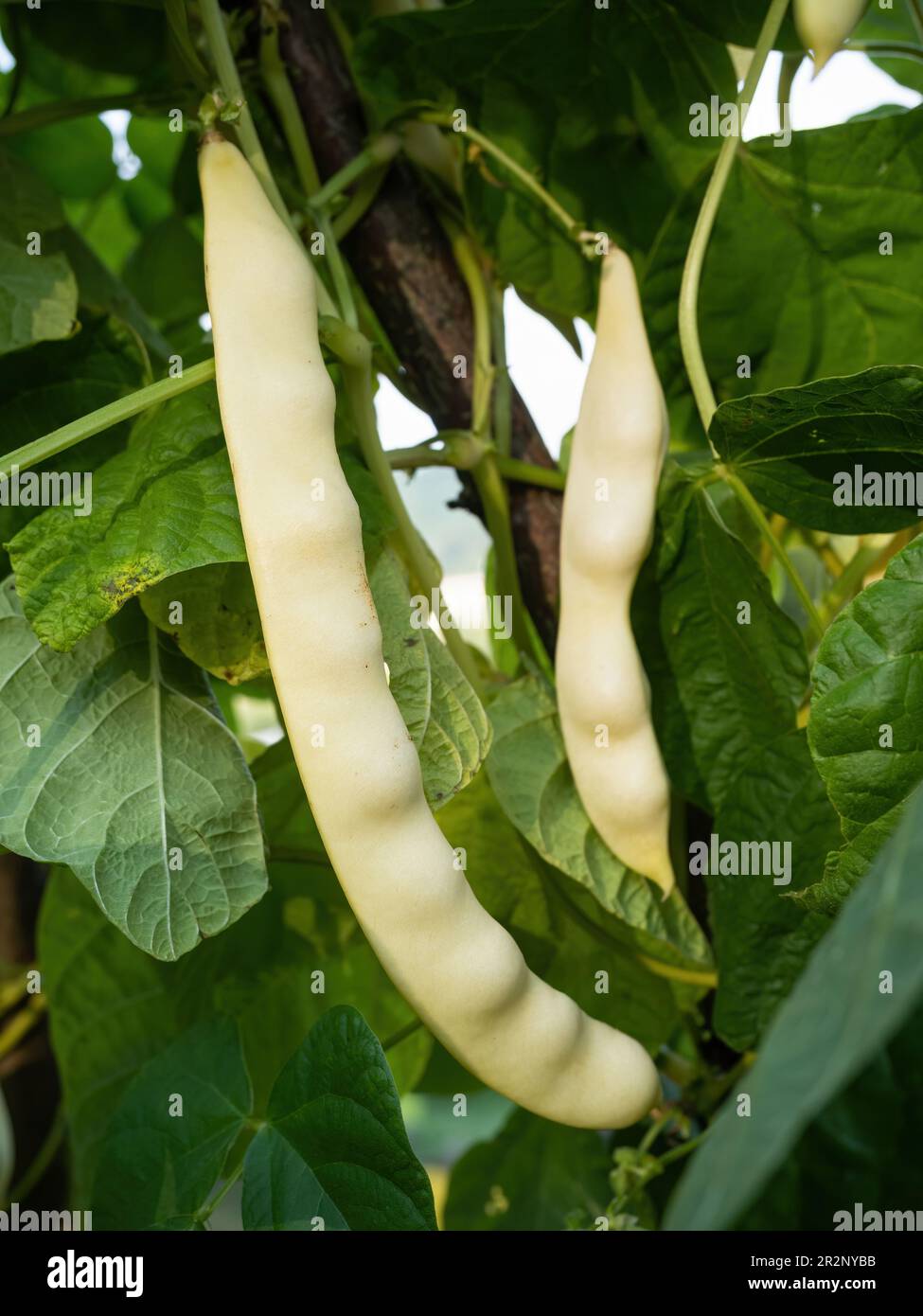 Ripe pods of kidney bean growing on farm. Bush with bunch of pods of