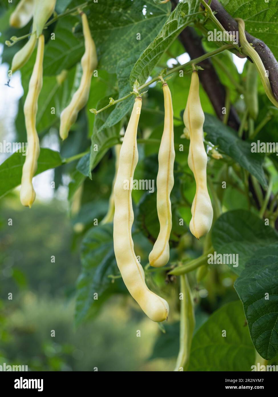 Ripe pods of kidney bean growing on farm. Bush with bunch of pods of
