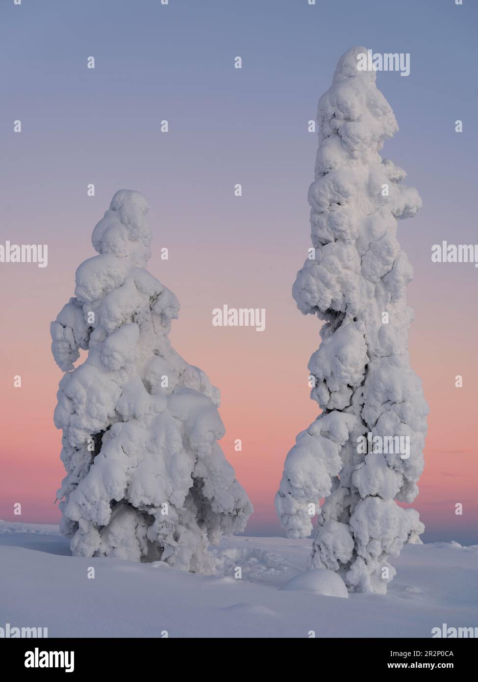 Dawn and snow-covered trees in Pyhae-Luosto National Park, Lapland, Finland Stock Photo