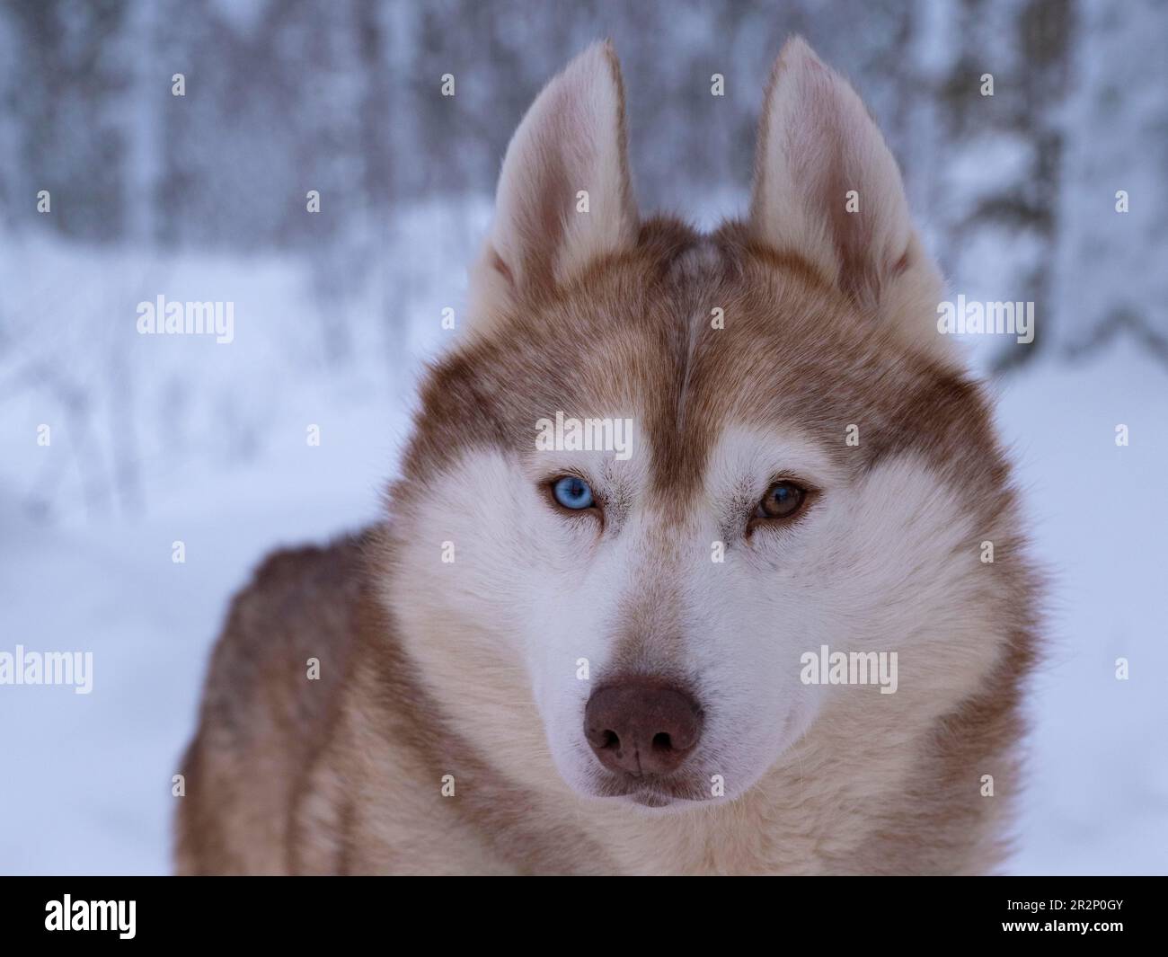 Husky with different eye colour, Ranua, Lapland, Finland Stock Photo