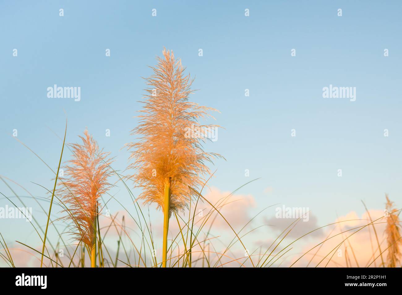 Pampas grass flower illuminated by sunrise against blue sky Stock Photo