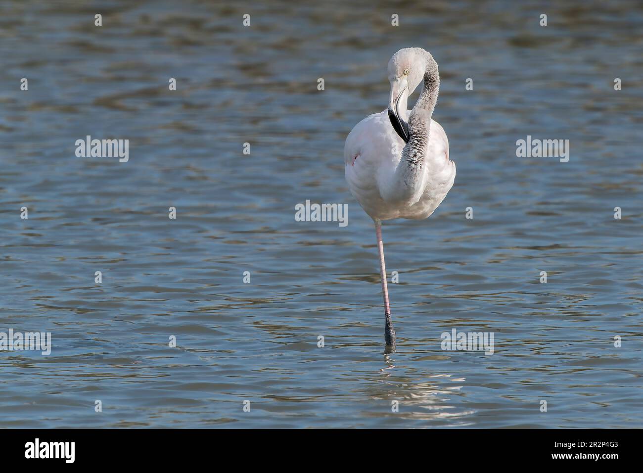 Greater Flamingo, Phoenicopterus roseus, single immature bird standing in fresh water, Ses Salinetes, Mallorca, Spain, 20 May 2023 Stock Photo