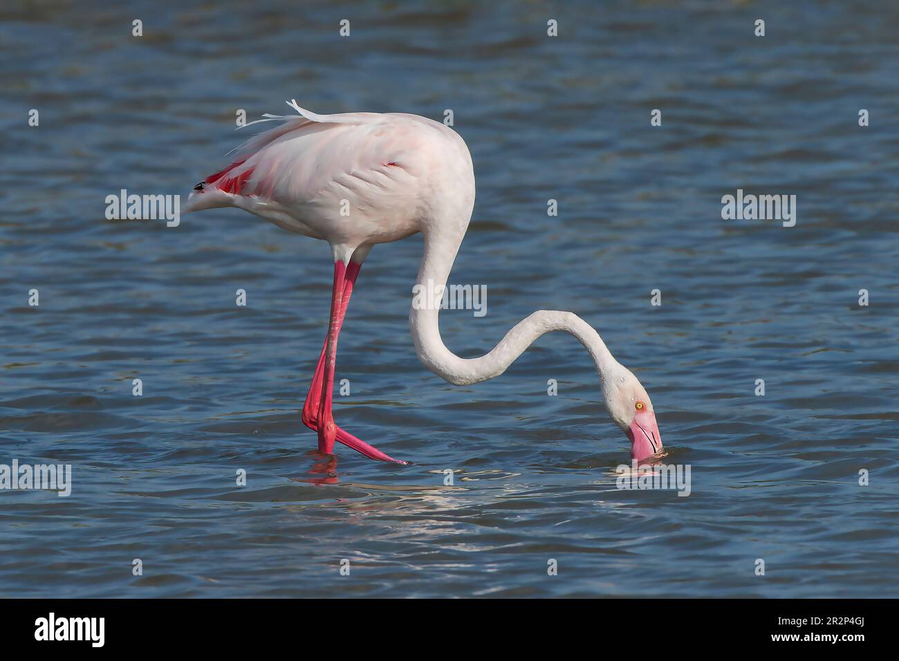 Greater Flamingo, Phoenicopterus roseus, single adult bird feeding in shallow water, Ses Salinetes, Mallorca, Spain, 20 May 2023 Stock Photo