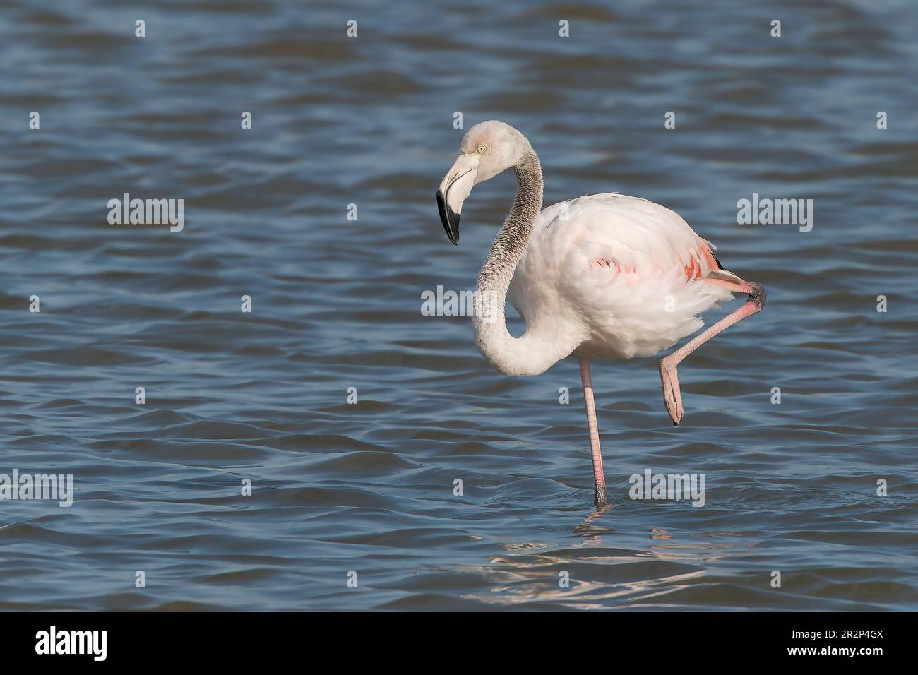 Greater Flamingo, Phoenicopterus roseus, single adult bird standing in fresh water, Ses Salinetes, Mallorca, Spain, 20 May 2023 Stock Photo