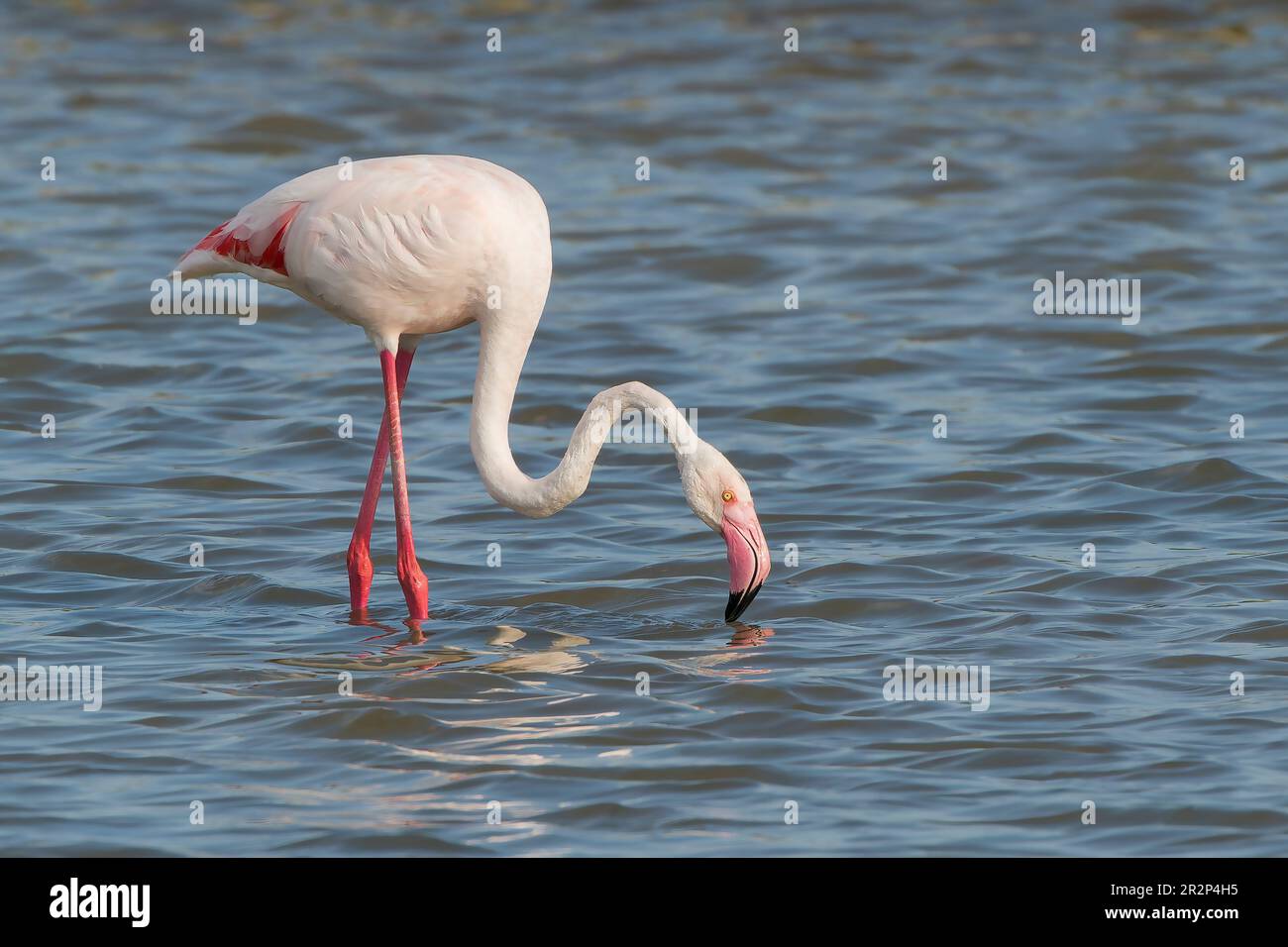 Greater Flamingo, Phoenicopterus roseus, single adult bird feeding in shallow water, Ses Salinetes, Mallorca, Spain, 20 May 2023 Stock Photo