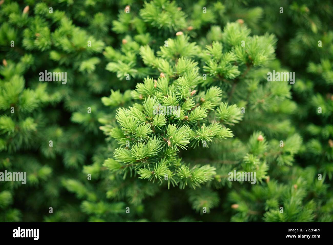 Close-up of fir-needle tree branches composition as a background texture. Natural plant backdrop. Stock Photo