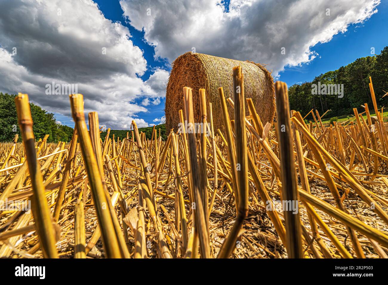 ground wide angle shot of a stubble field with many straw rolls under blue cloudy sky Stock Photo