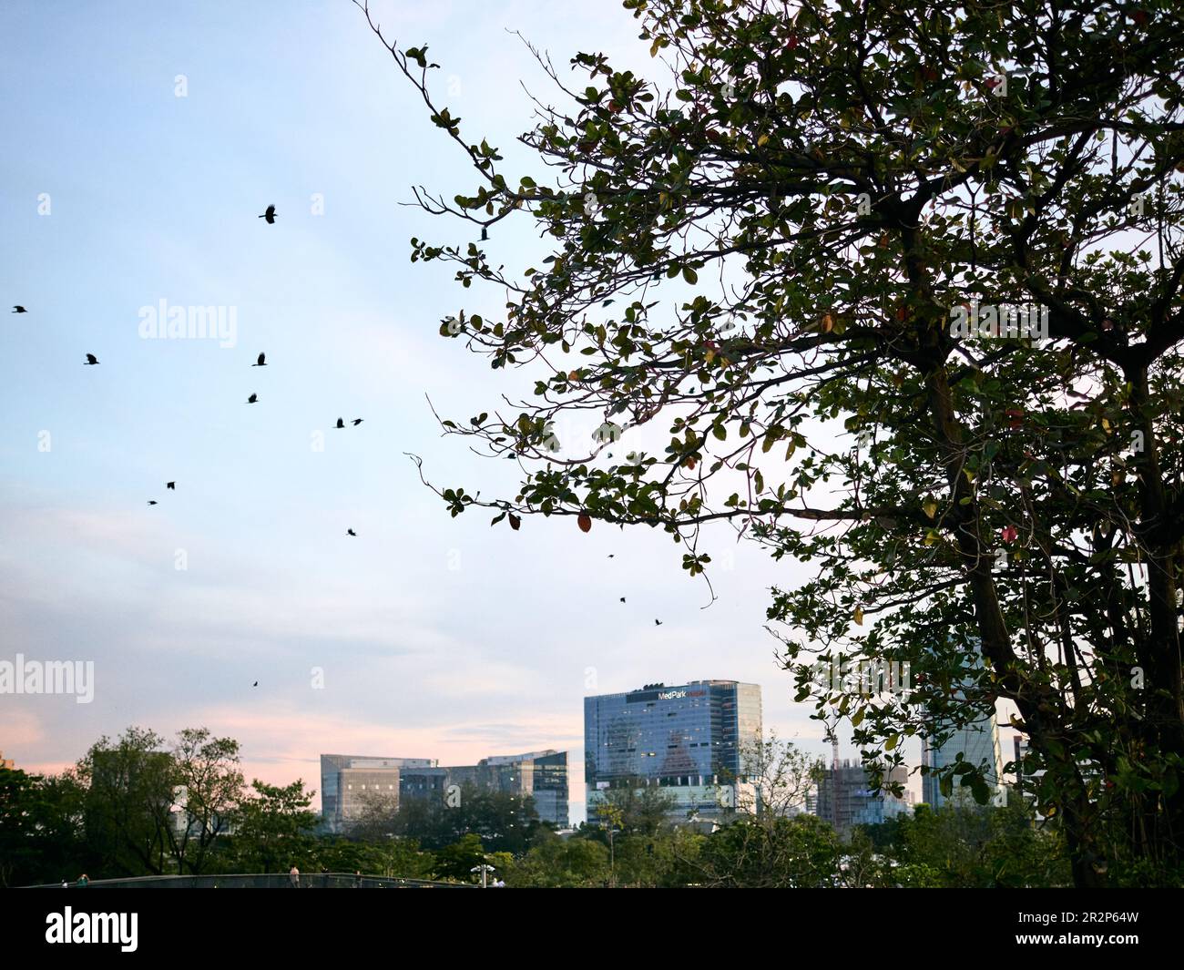 tree and birds inside the park inside city Stock Photo
