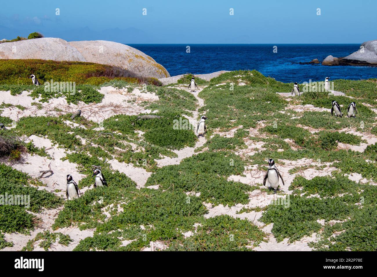 A colony of African penguins on Boulders beach, Cape Town, South Africa