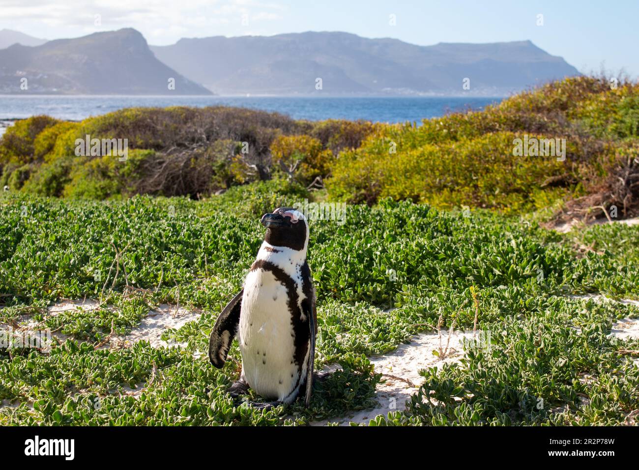 An African penguin at Boulders Beach in March, South Africa Stock Photo