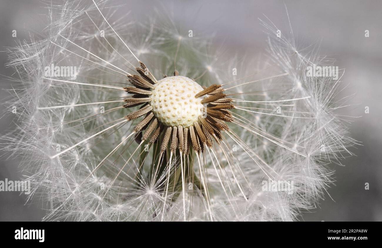 Dandelion seeds background hi-res stock photography and images - Alamy