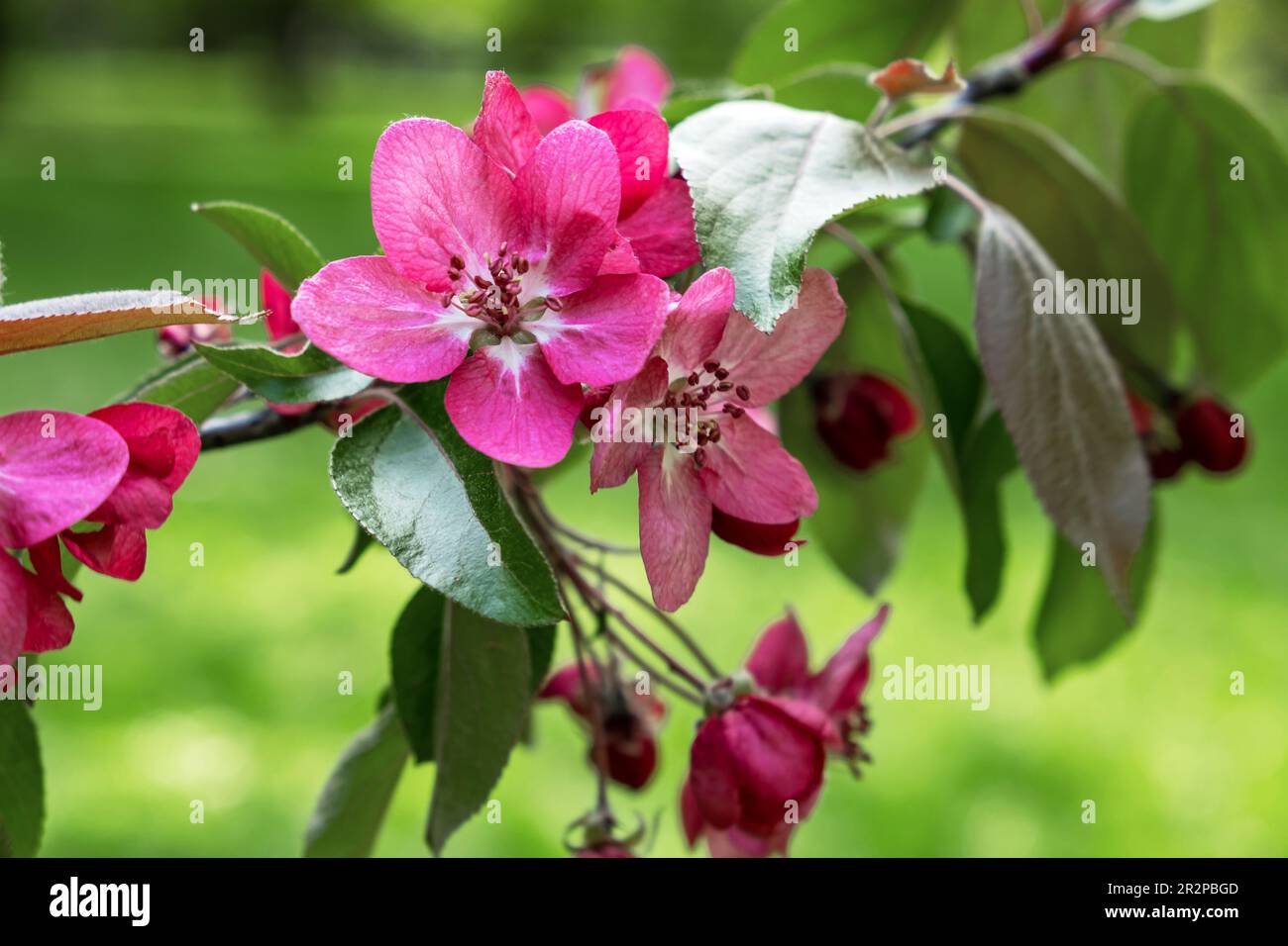 Pink apple tree flowers on a branch in spring. Stock Photo