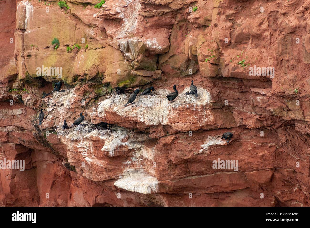 Cormorants colony nesting on a steep cliff along the shore. Cape Tryon, Prince Edward Island, Canada Stock Photo