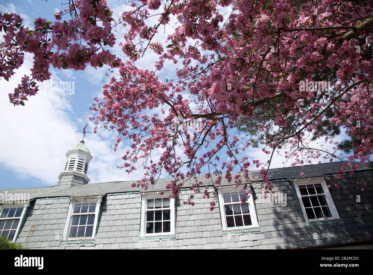 Low-angle view of the roof and crab apple flowers Stock Photo