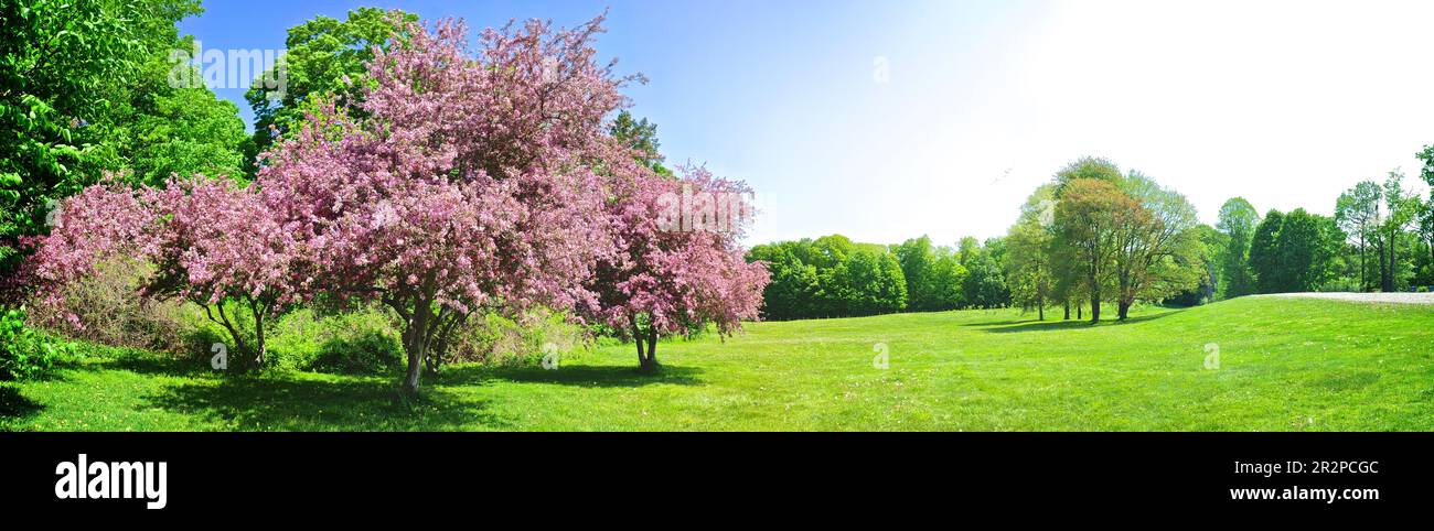 Panoramic view of crab apple trees in full bloom in springtime Stock Photo