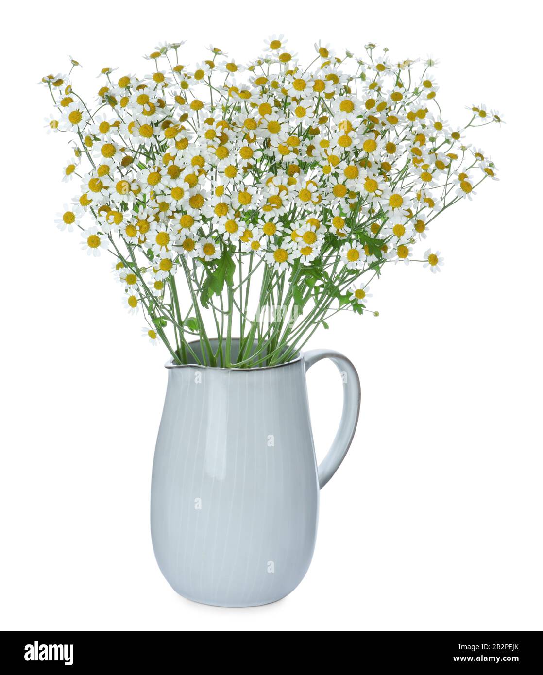 Vase with beautiful chamomile flowers isolated on white Stock Photo - Alamy