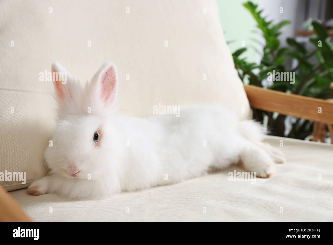 Fluffy white rabbit on sofa indoors. Cute pet Stock Photo - Alamy