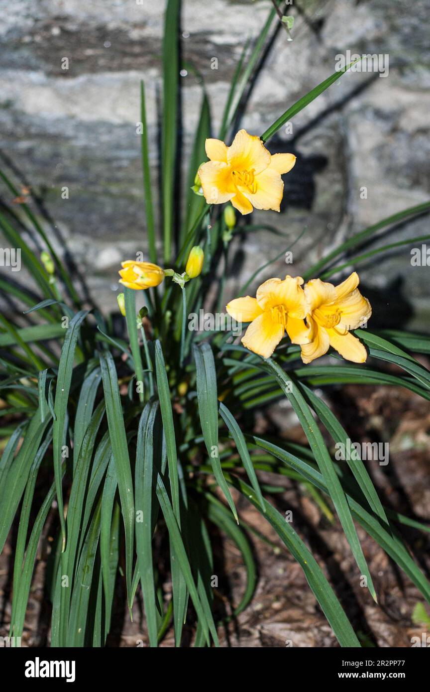 Stella D’Oro (Hemerocallis Stella D’Oro cross) day lilies blooming in a Philadelphia back walled garden. Stock Photo
