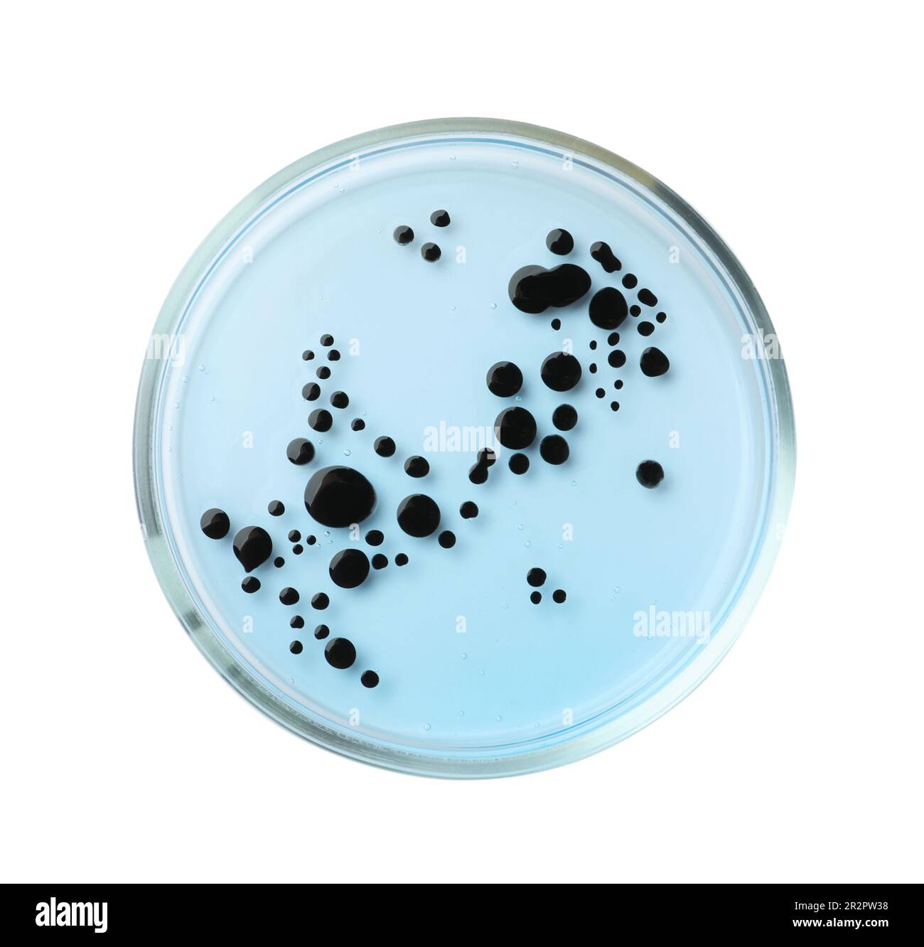 Petri dish with bacteria on white background, top view Stock Photo - Alamy