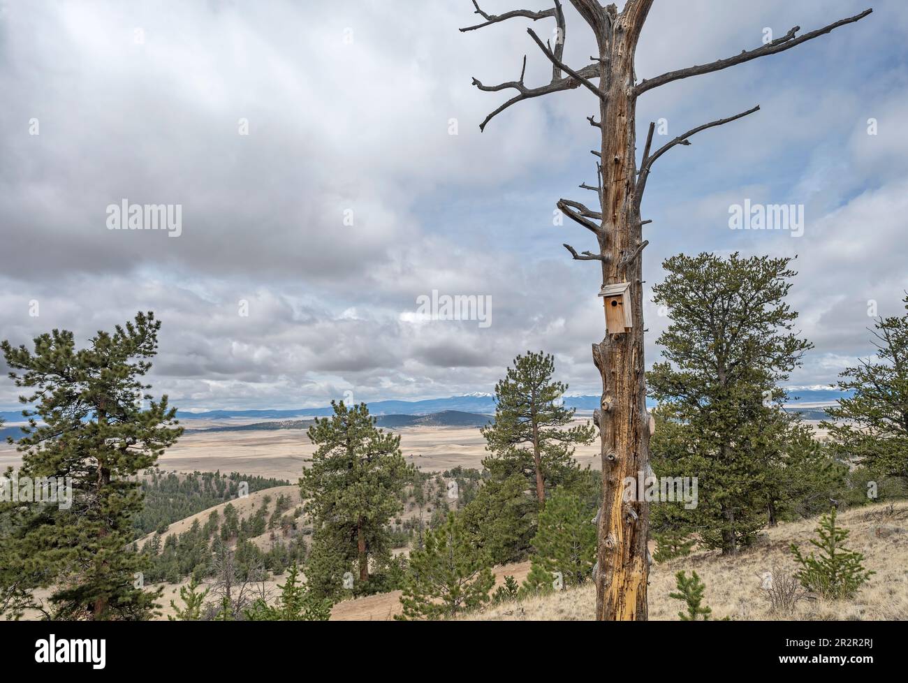 Birdhouse on a dead pine tree in the Rocky Mountains at Hartsel, Colorado, USA Stock Photo