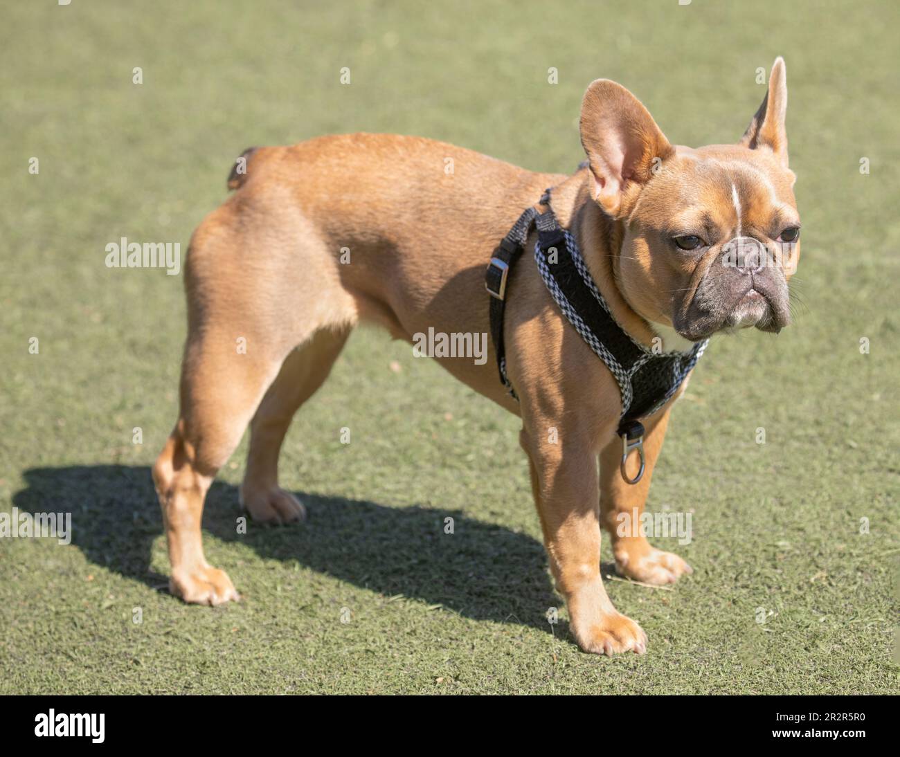 10MonthsOld Blue Fawn Female Frenchie. Offleash dog park in Northern