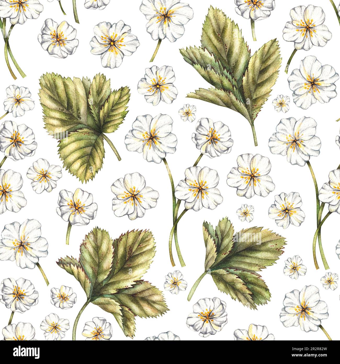 Cloudberry flower and leaf pattern on white. Watercolor pattern for fabric design, textiles, packaging, postcards, invitations Stock Photo
