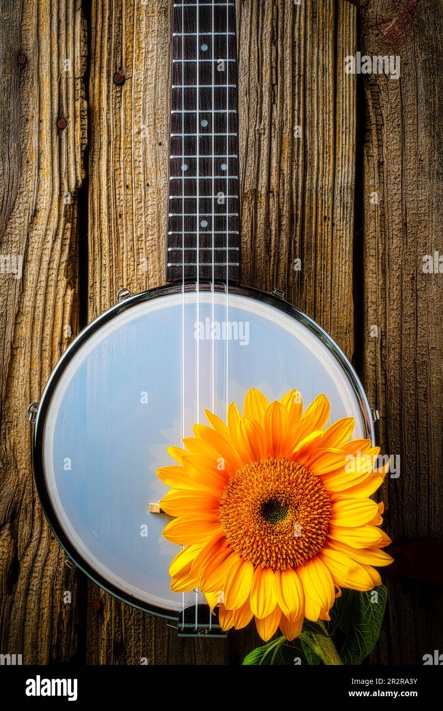 Sunflower And Small Banjo Stock Photo Alamy