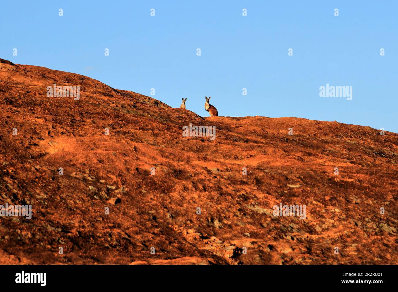 2 kangaroos on top of Baladjie Rock , Baladjie  Nature Reserve, Boodarockin, Western Australia Stock Photo