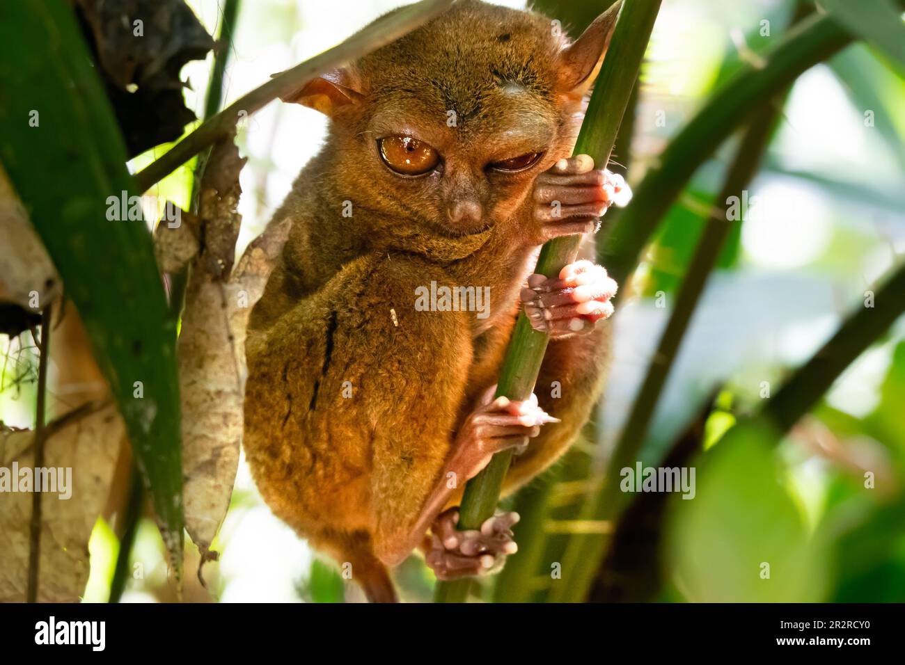 Tarsier sanctuary philippines hi-res stock photography and images - Alamy