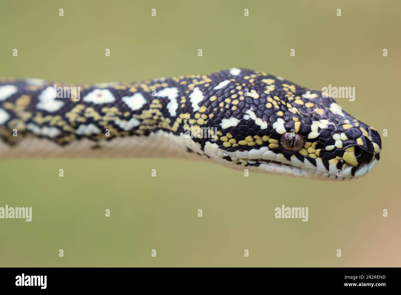 Diamond python hi-res stock photography and images - Alamy