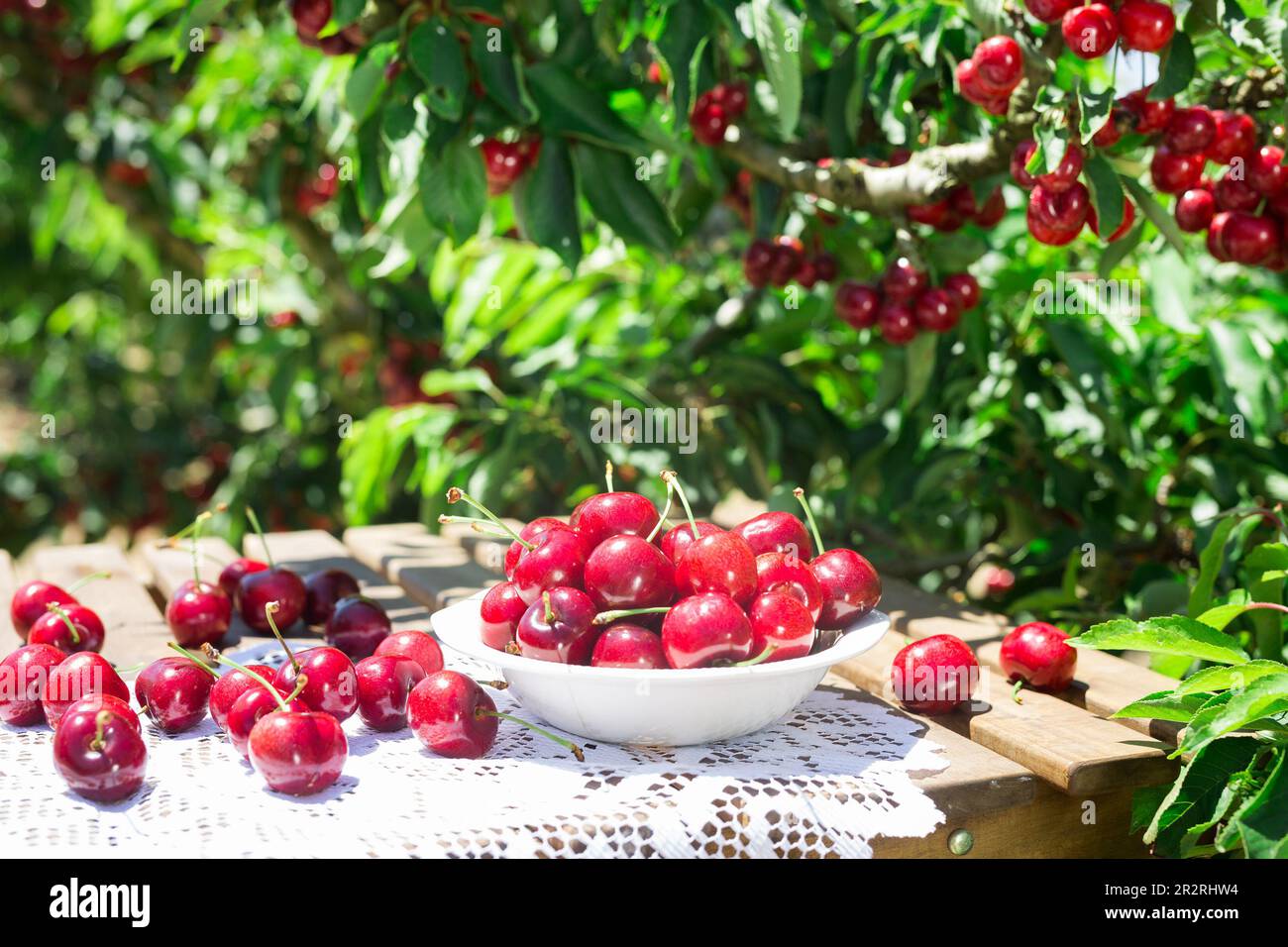 white vase filled with ripe cherries on the table Stock Photo