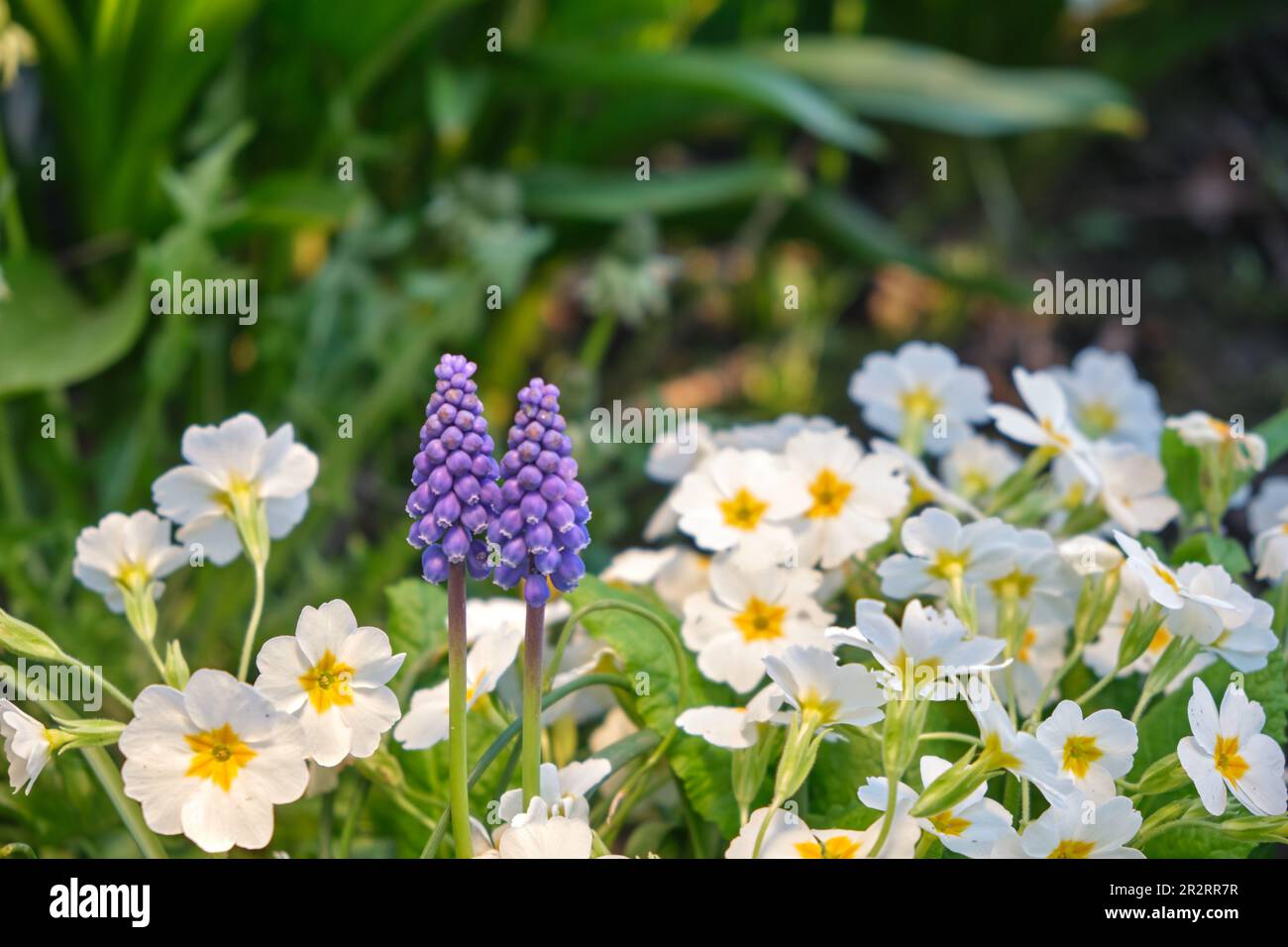 White primrose and grape hyacinth close-up. Many flowers. Grows in a natural environment in the garden Stock Photo