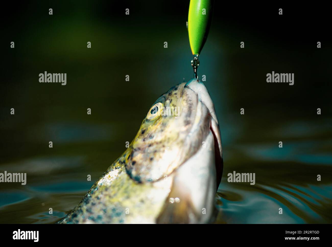 Fly fishing - method for catching trout. Fly fishing. Fishing