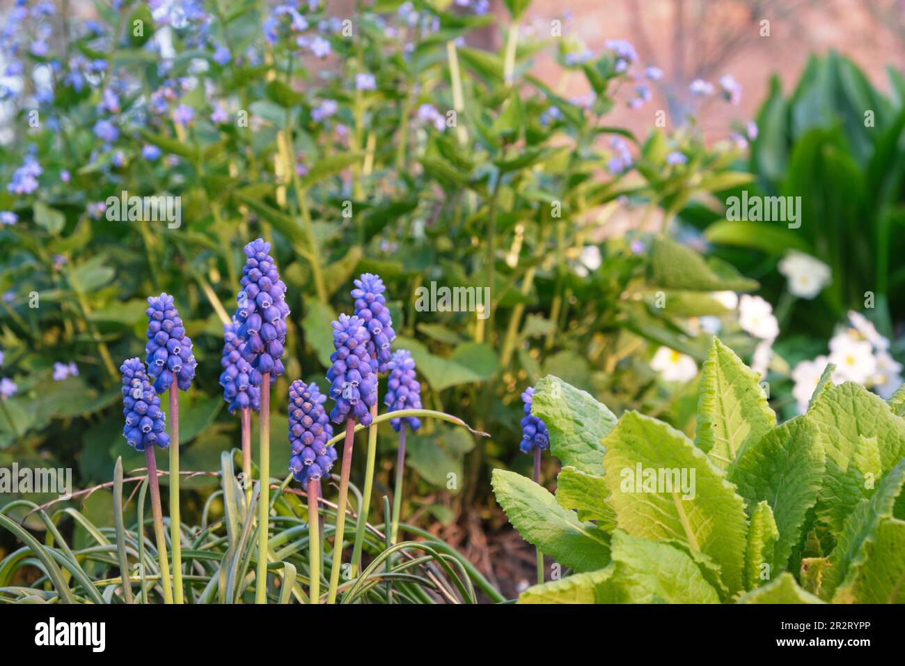 grape hyacinth close-up. Many flowers. Grows in a natural environment in the garden.Floral background Stock Photo