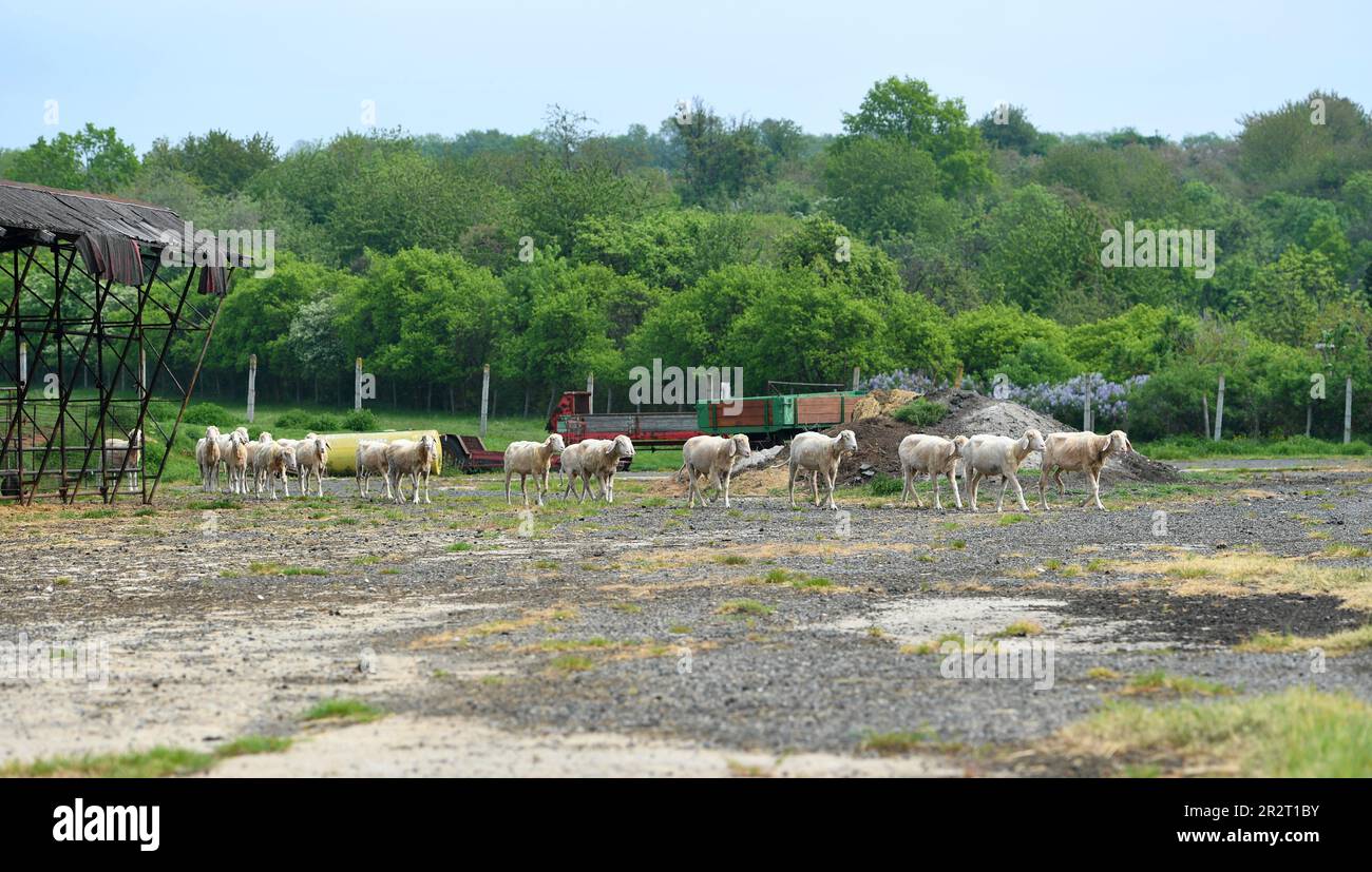 Chramce, Czech Republic. 16th May, 2023. A flock of sheeps on the grounds of the Chateau Gardens in Chramce, Most region, Czech Republic, May 16, 2023. The family-run fruit-growing enterprise focuses on popularising a friendly approach to nature and the environment. Credit: Jan Stastny/CTK Photo/Alamy Live News Stock Photo