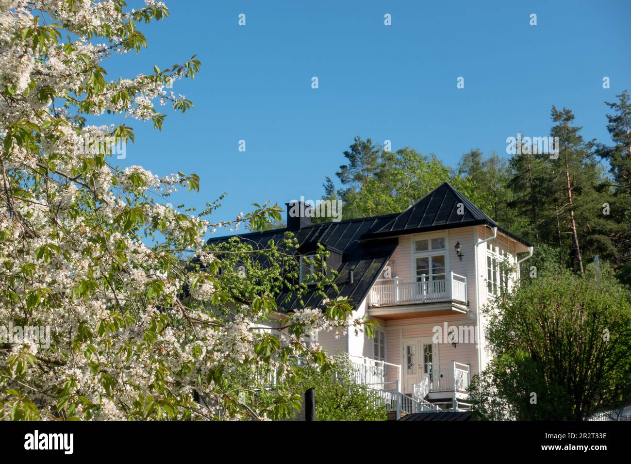 Beautiful Swedish residential single family home in spring with fruit tree blossoming matching the color of the house Stock Photo