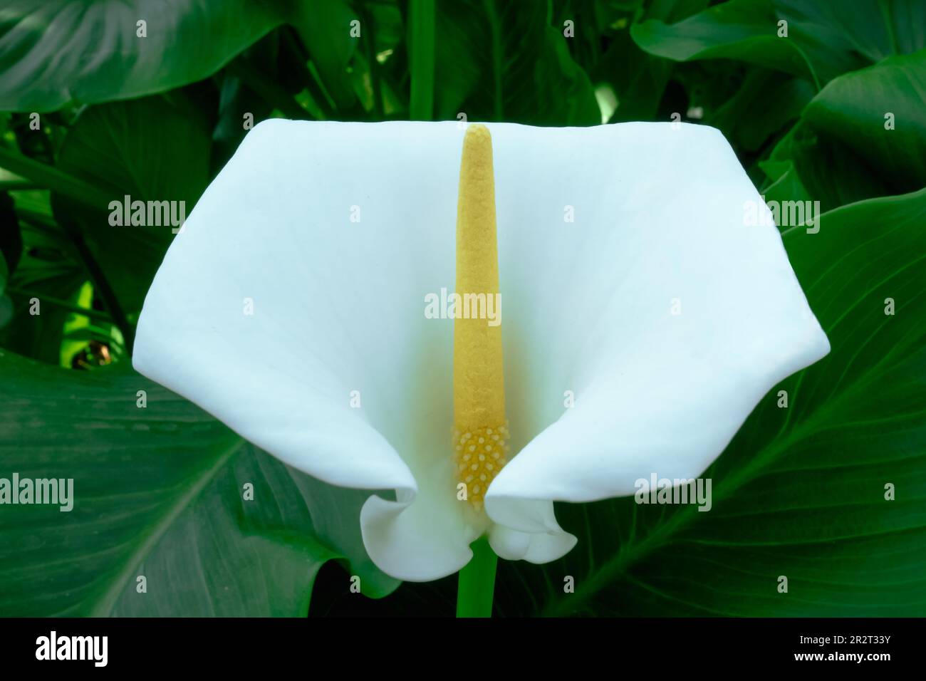 White Calla lily blossoming in the center of lush green foliage Stock Photo