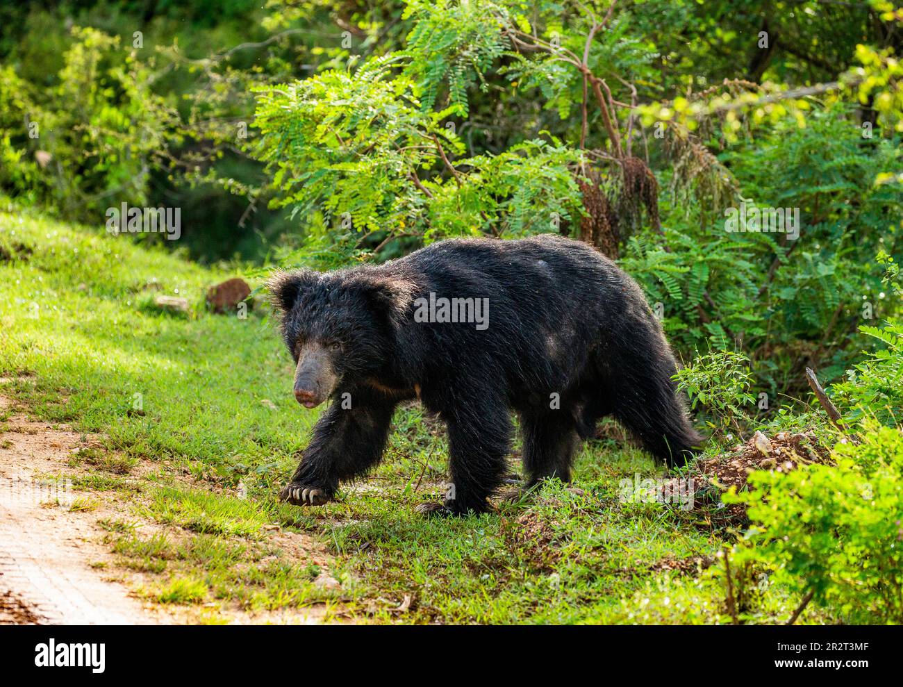 Sri Lankan sloth bear (Melursus ursinus inornatus) is walking along the road in Yala National Park. Sri Lanka. Stock Photo