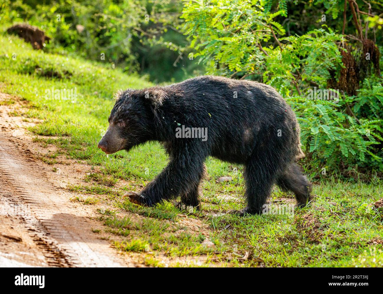 Sri Lankan sloth bear (Melursus ursinus inornatus) is walking along the road in Yala National Park. Sri Lanka. Stock Photo