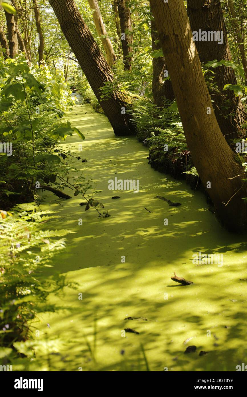 Beautiful forerst with a pond with duckweed, shadows all shades of green , colors of the spring Stock Photo