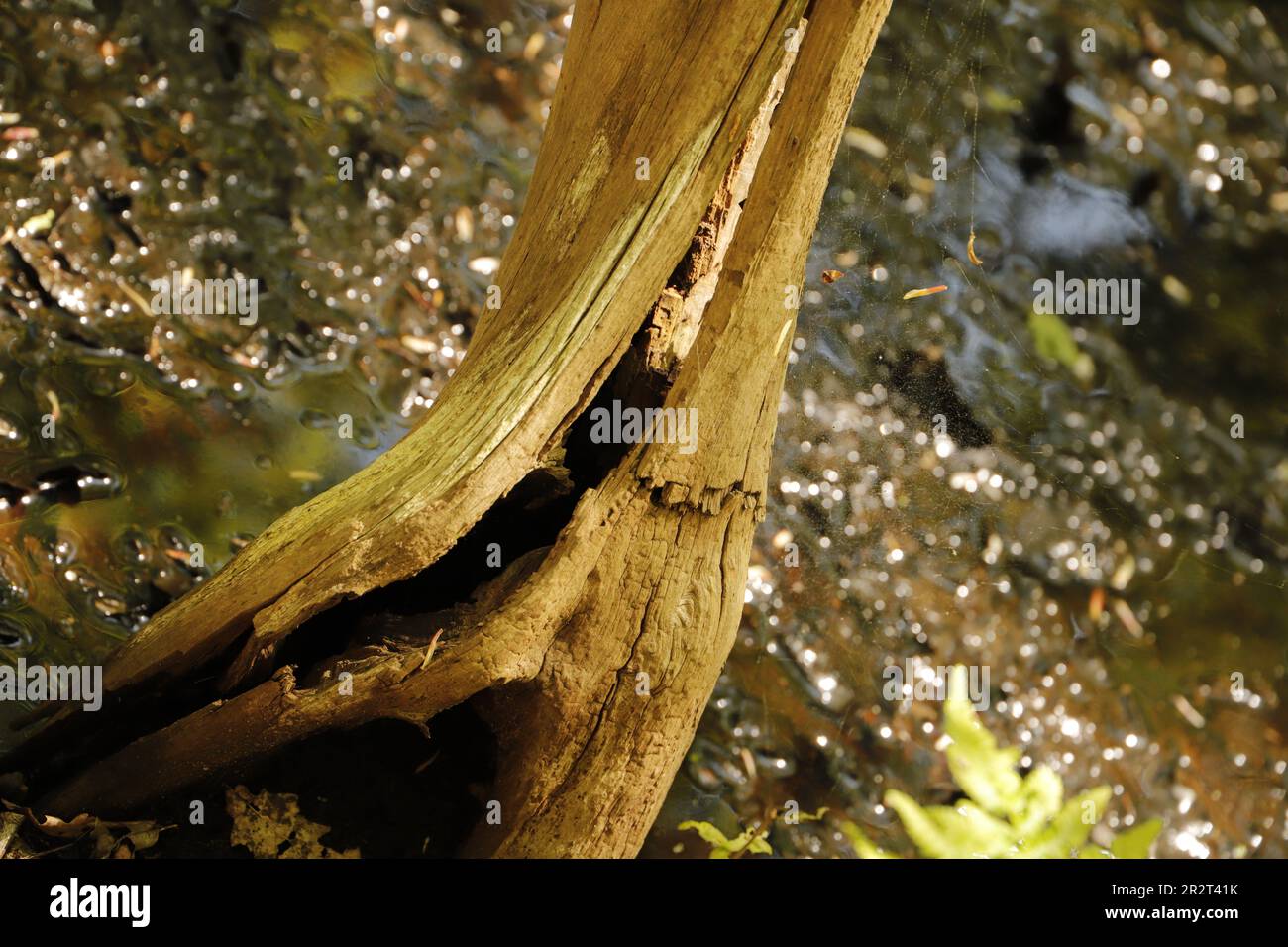 Tree trunk in a forest to keep the nature healthy Stock Photo